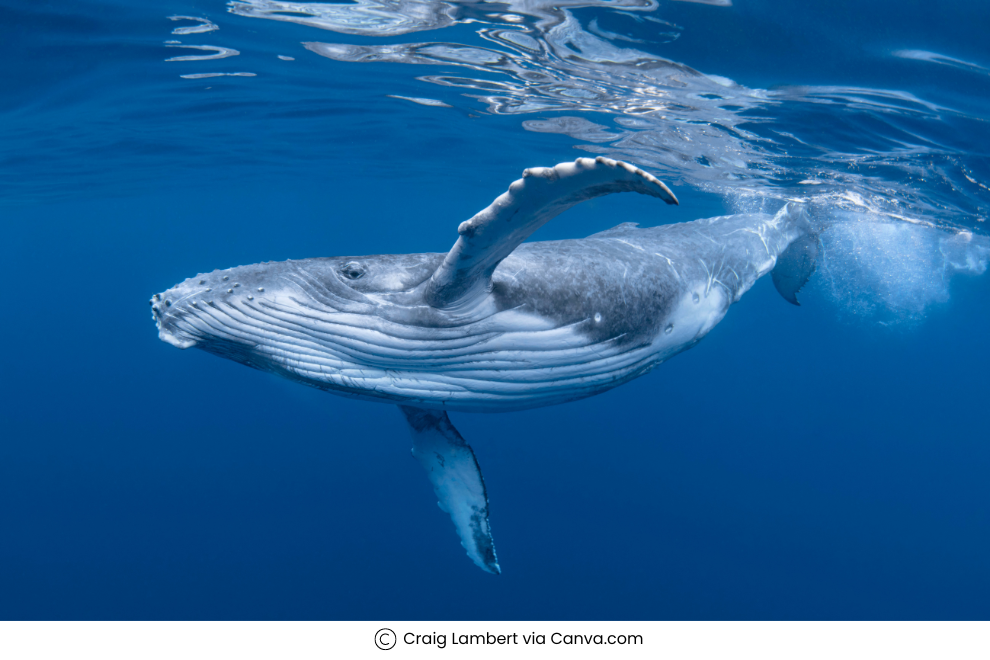 Whale-watching in Antarctica