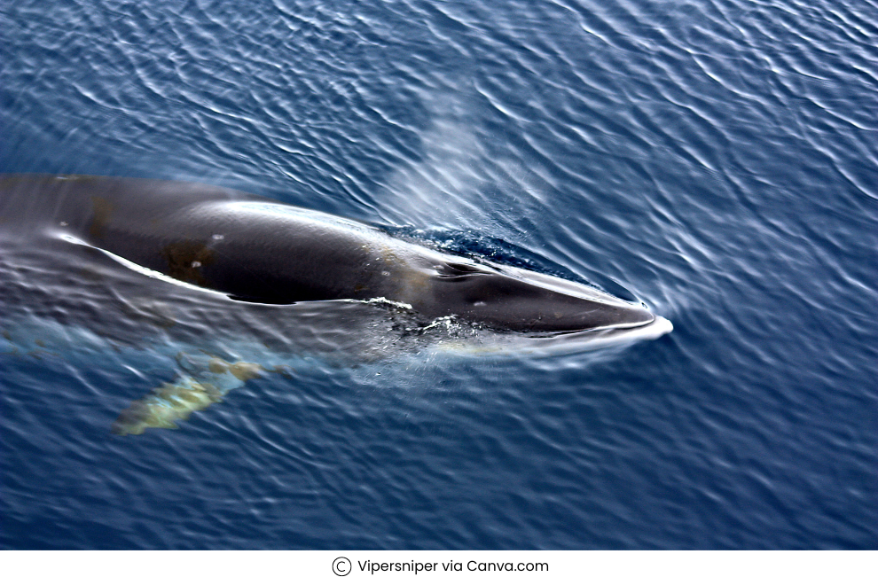 Whale-watching in Antarctica