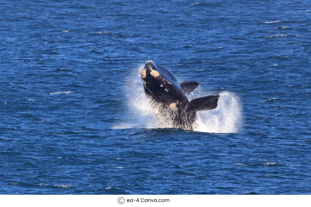 Whale-watching in Antarctica