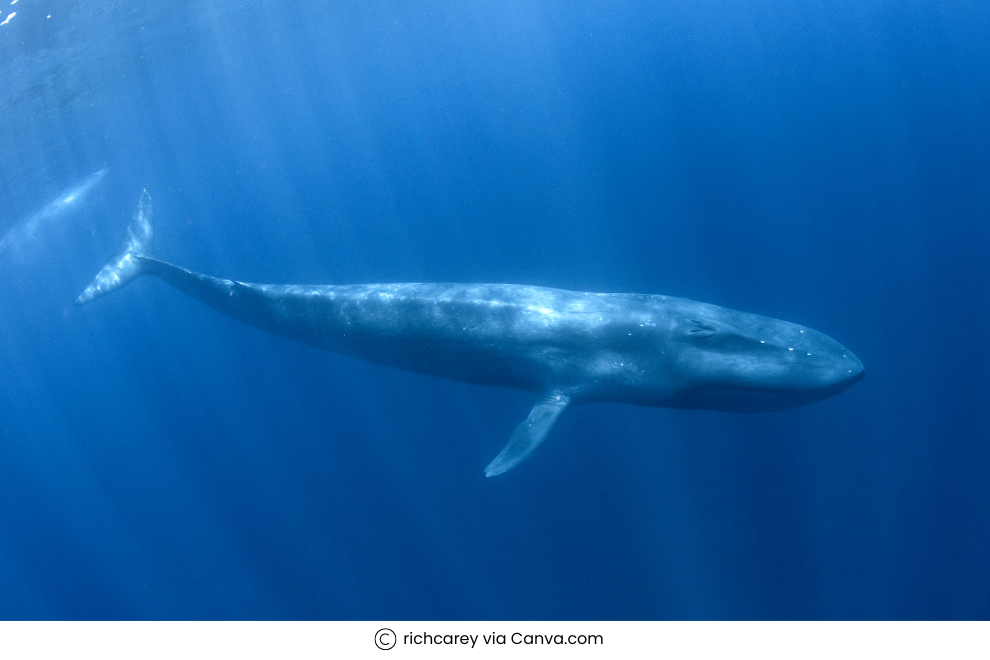 Whale-watching in Antarctica