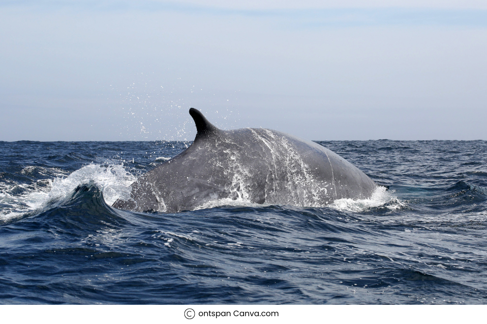 Whale-watching in Antarctica