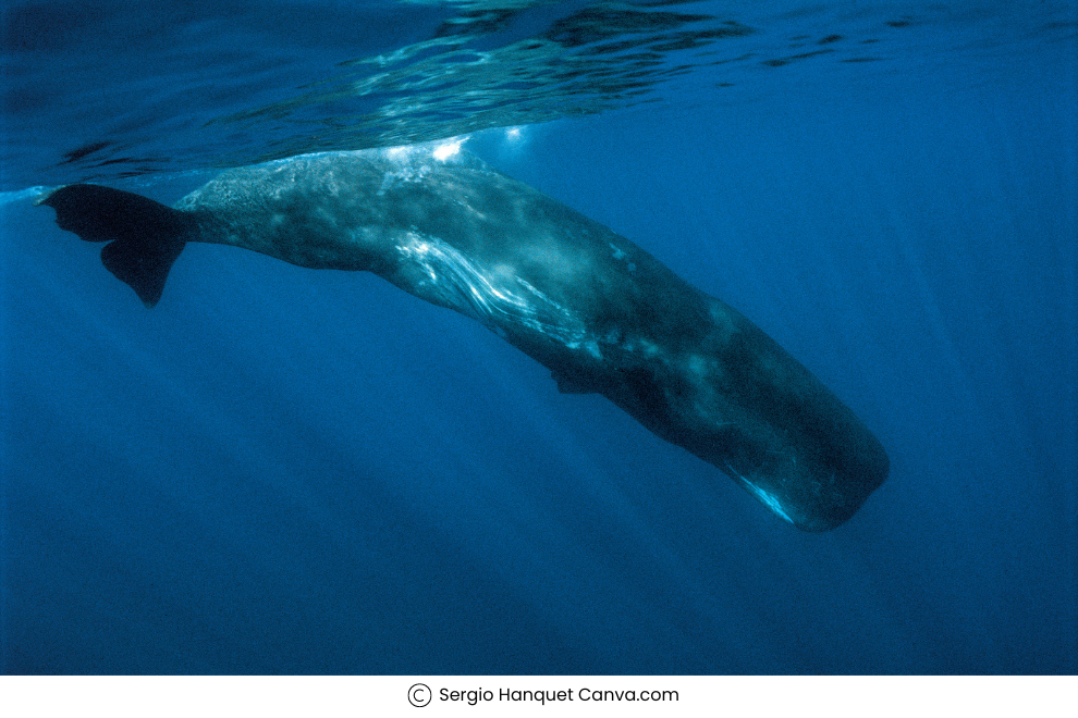 Whale-watching in Antarctica