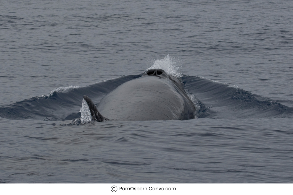 Whale-watching in Antarctica