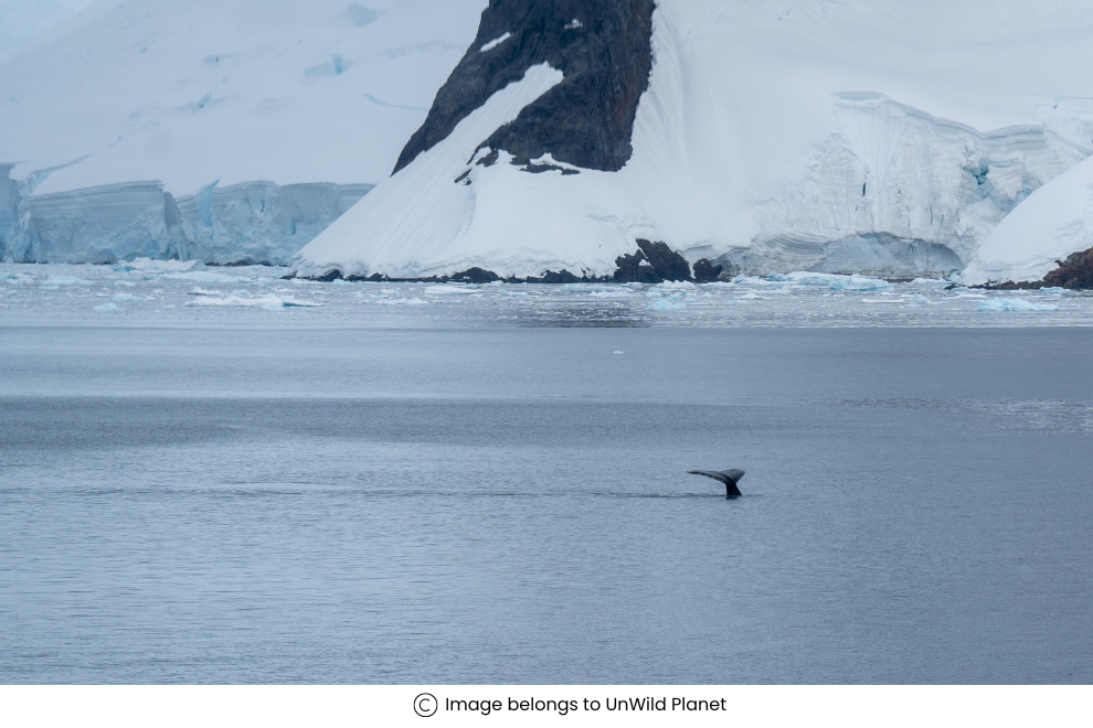 Whale-watching in Antarctica