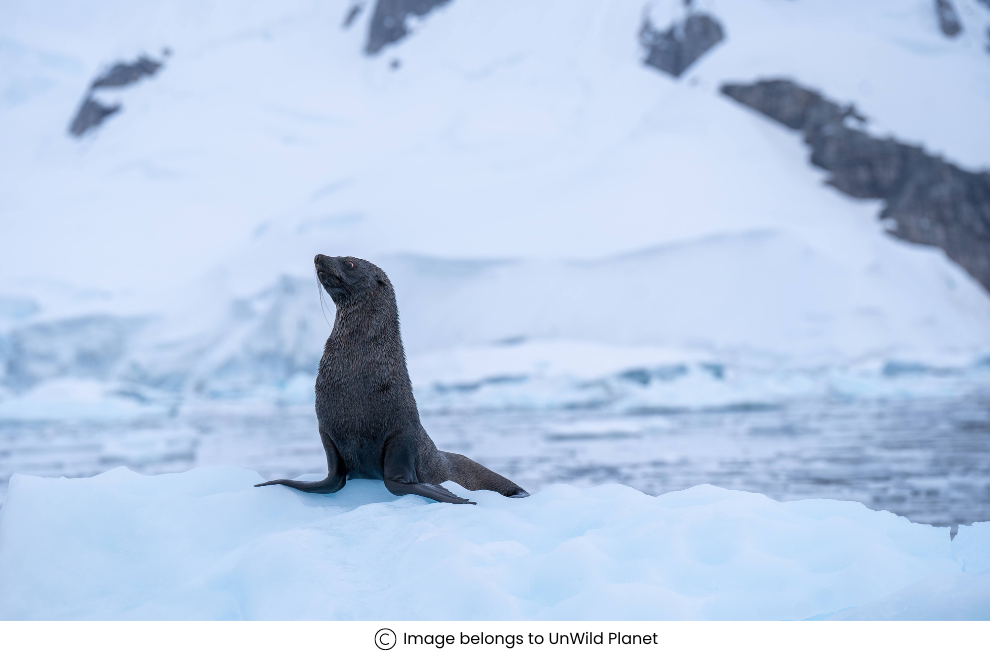 Why is travelling to Antarctica important?