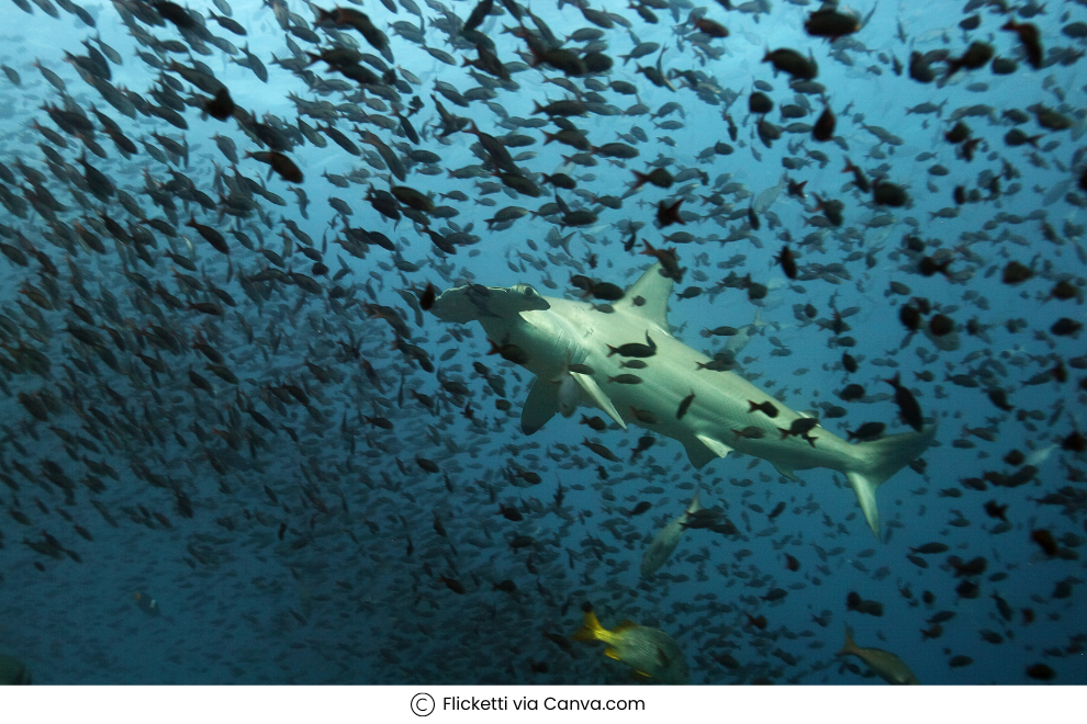 Why visit the Galapagos Islands?