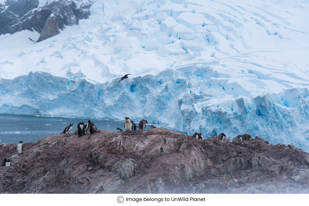 Wildlife Encounters in the Antarctic - 1