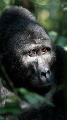 Uganda - In Search Of The Great Apes