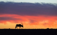 Desert adapted wildlife