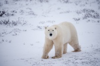 Arctic Wildlife