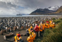 King Penguins