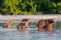 Wildlife Encounters