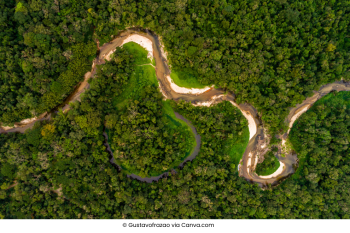 Amazon Rainforest - 1