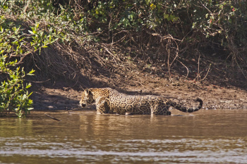 Caiman Ecological Refuge