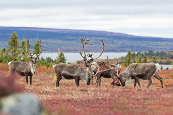 Caribou, Wolves and Northern Lights