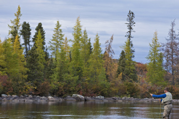 Caribou, Wolves and Northern Lights