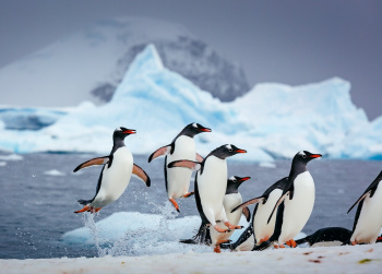 Classic Antarctica: Fly & Cruise