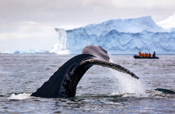 Classic Antarctica: Fly & Cruise