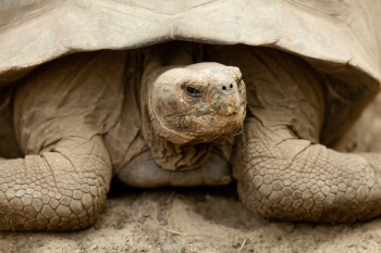 Giant Galapagos Tortoise