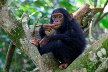 In Search of the Great Apes