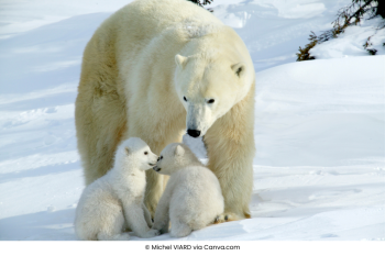 Polar Bear Migration - Svalbard - 1