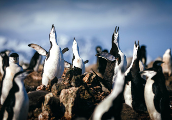 South Georgia & Antarctic Peninsula