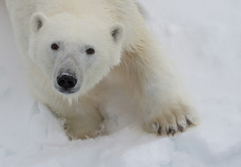 Spitsbergen Highlights