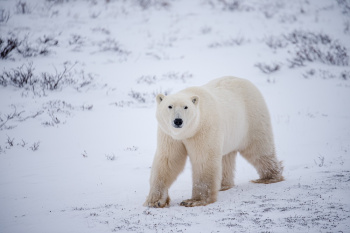 The Polar Bear Journey