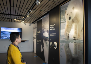 The Polar Bear Journey
