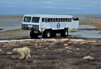 The Polar Bear Journey