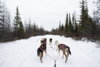 The Polar Bear Journey