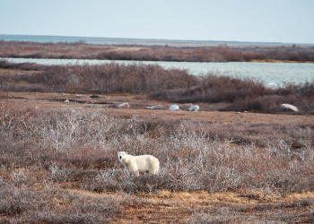 The Polar Bear Journey