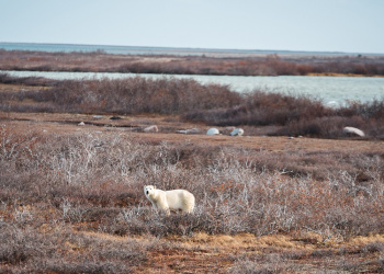 The Polar Bear Journey