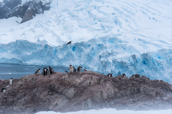 Wildlife Encounters in the Antarctic - 1