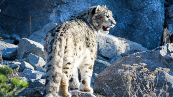 Snow Leopard