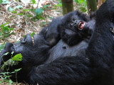 Image by: Bwindi Lodge