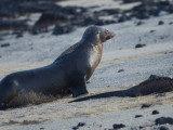 Galapagos Sea Lions