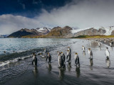 Penguin Colonies